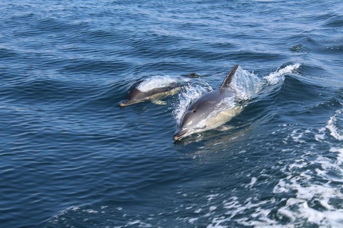 Dolphin Watching From Lagos - Tour Details