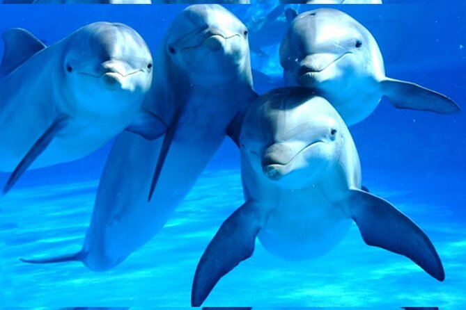 Dolphings .. 110 .US - Key Points