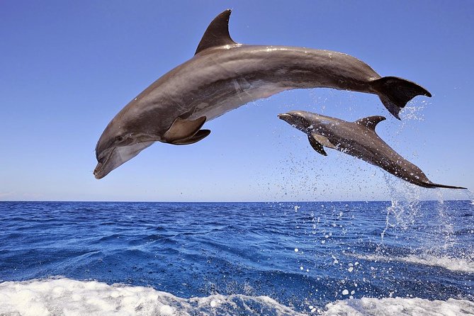 Dolphins Island Cruise - Key Points
