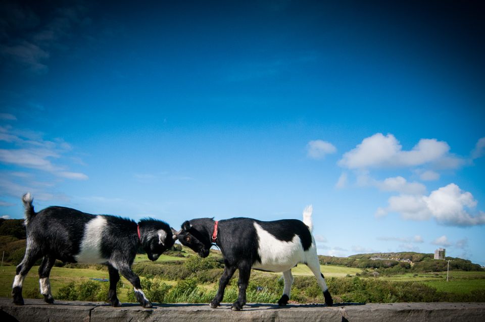 Doolin Cave: Underground Stalactite Tour - Key Points