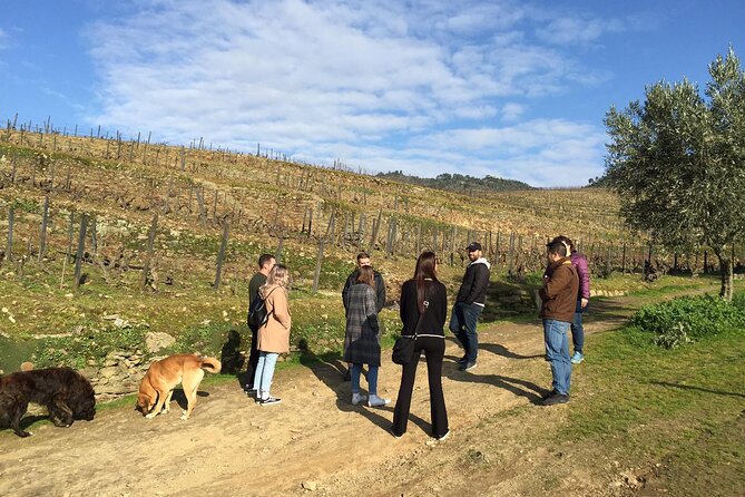 Douro Valley: Small-Group Tour Wine Tasting, Lunch, River Cruise - Tour Overview