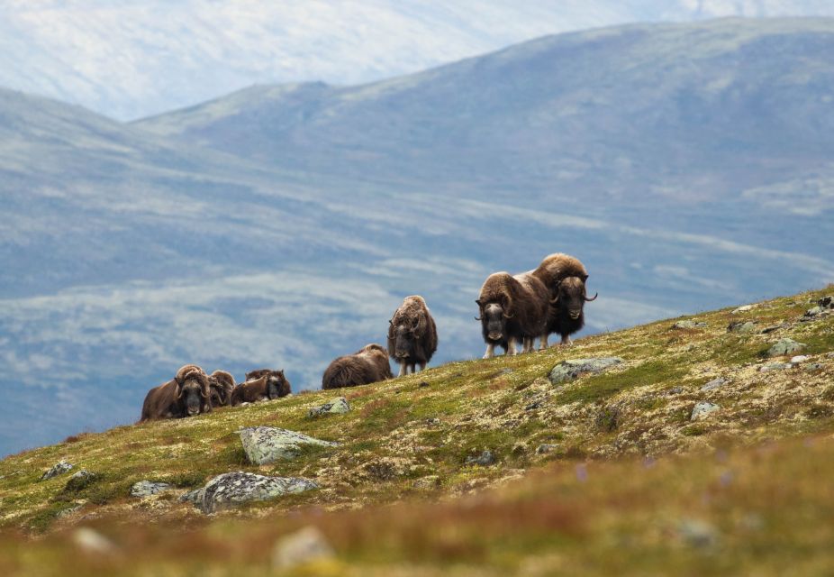 Dovrefjell National Park: Hiking Tour and Musk Ox Safari - Key Points