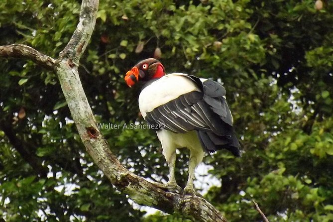 Drake Bay Early Morning Guided Bird Watching Tour - Tour Highlights