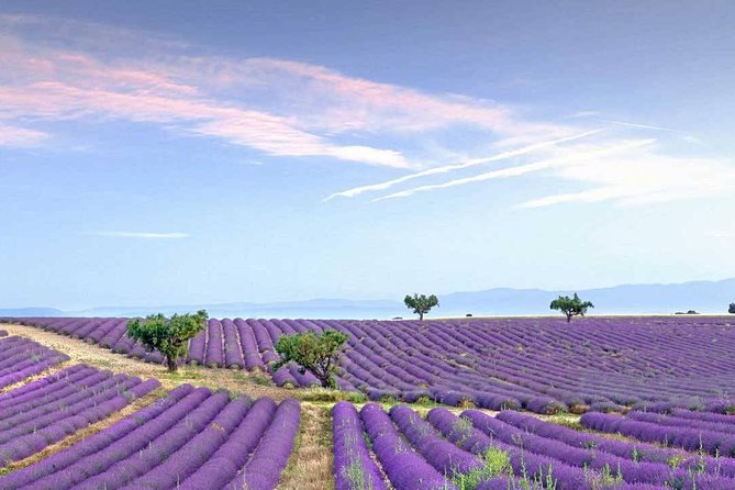 Dream of Women Lavender Fields and Lunch in Provence - Key Points