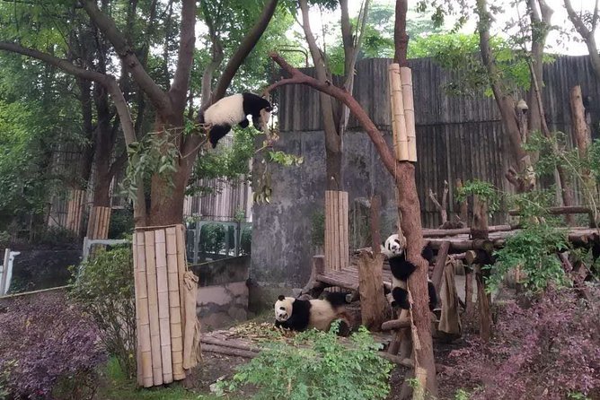 Dujiangyan Panda Center and Dujiangyan Irrigation System One Day Tour - Itinerary Details