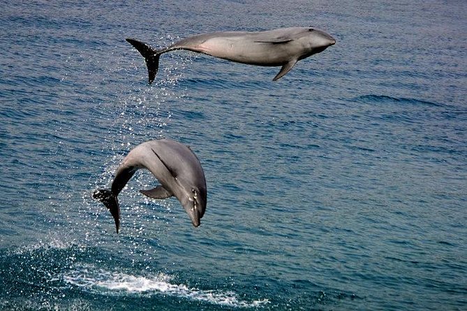 Dumaguete Dolphin Watching & Manjuyod Sandbar - Key Points