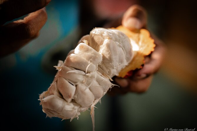 Ecuadorian Cuisine With Cocoa: Class and Tasting From Guayaquil. - Key Points