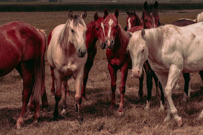 El Aljarafe Private Horseback Riding Half-Day Tour  - Seville - Tour Highlights