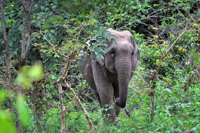 Elephant and Animal Watching in Kuiburi National Park - Join Afternoon Tour - Key Points