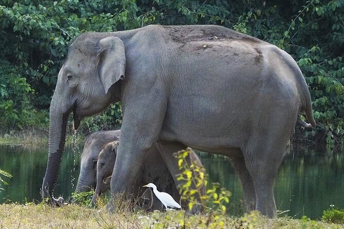 Elephant and Wildlife Watching in Kuiburi National Park - Private Afternoon Tour - Key Points