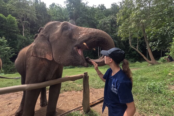 Elephant Care Program at Chiangmai Elephant Care - Key Points
