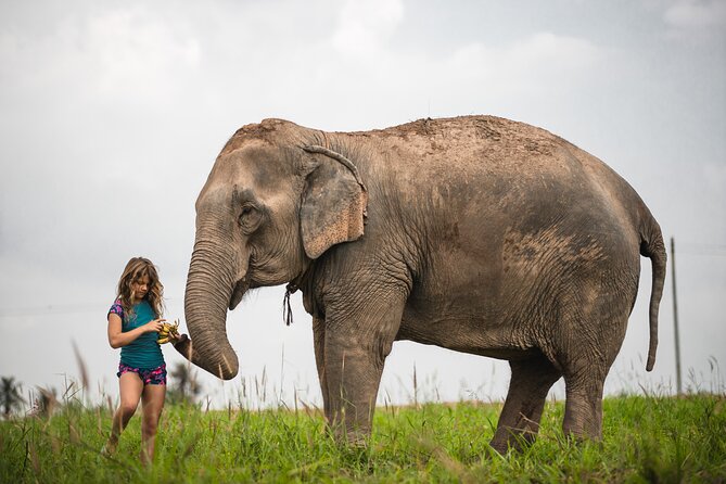Elephant Jungle Sanctuary: Half Day Afternoon Program - Key Points