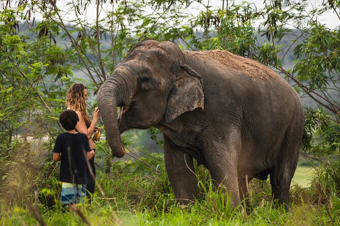 Elephant Jungle Sanctuary: Half Day Morning Program - Key Points