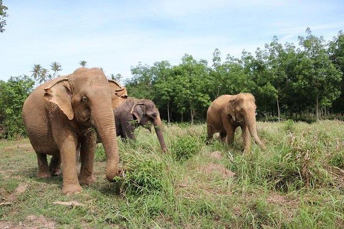 Elephant Nature Care, the Largest Elephant Sanctuary on Koh Samui - Key Points