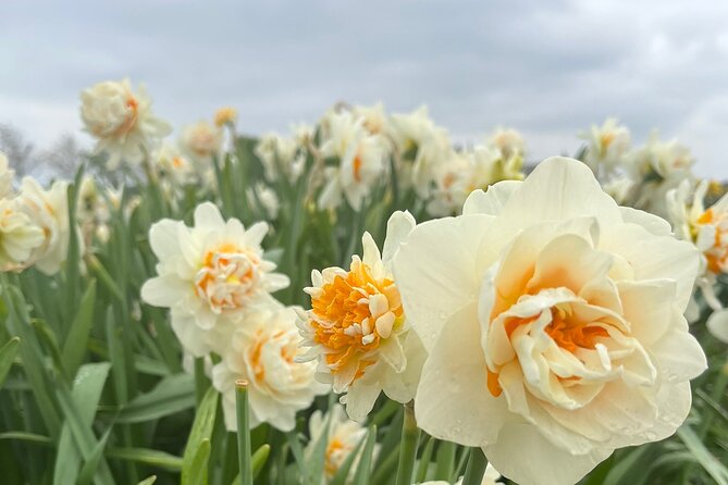 Enjoy the Tulips in a Landrover With a Local Guide - Key Points