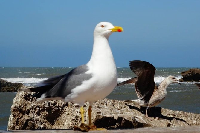 Essaouira Day Trip From Marrakech - Trip Overview