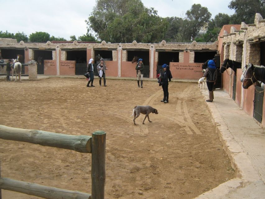 Essaouira: Full-Day Horse Riding Tour With Lunch - Key Points