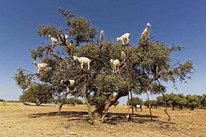 Essaouira: Private or Small-Group Day Trip From Marrakech - Key Points