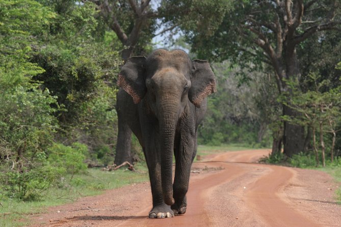 Evening Safari - Yala National Park With Janaka Safari - 02.00 Pm to 06.30 Pm - Key Points