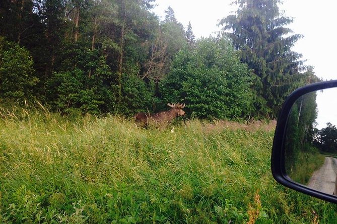 Evening Wildlife Safari From Stockholm - Tour Highlights