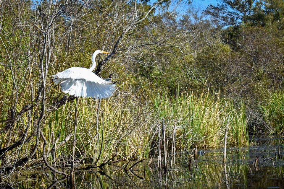 Everglades City: Guided Kayaking Tour of the Wetlands - Key Points