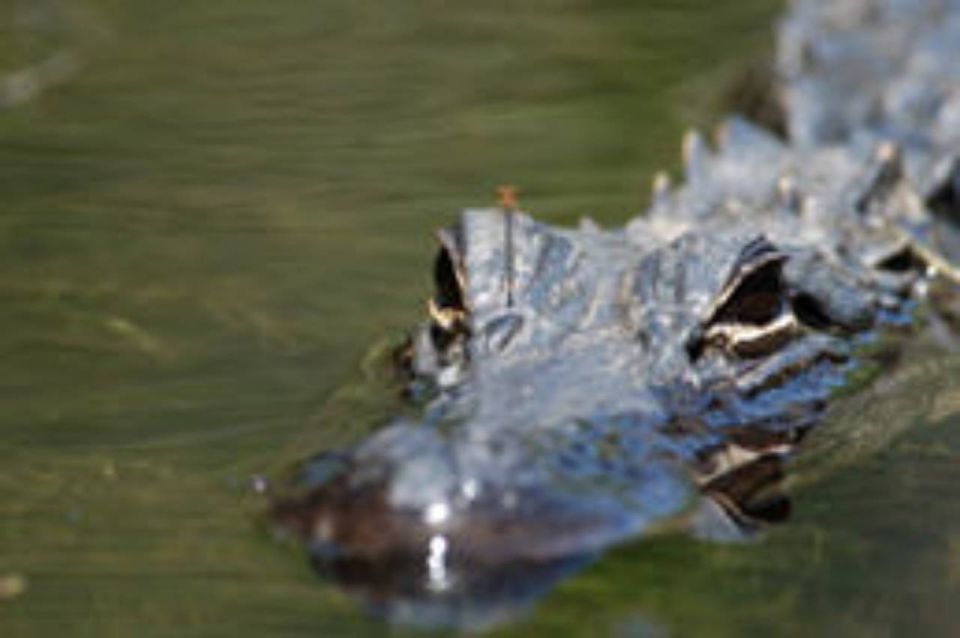 Everglades: Everglades Alligators and Orchids Kayak Eco Tour - Key Points
