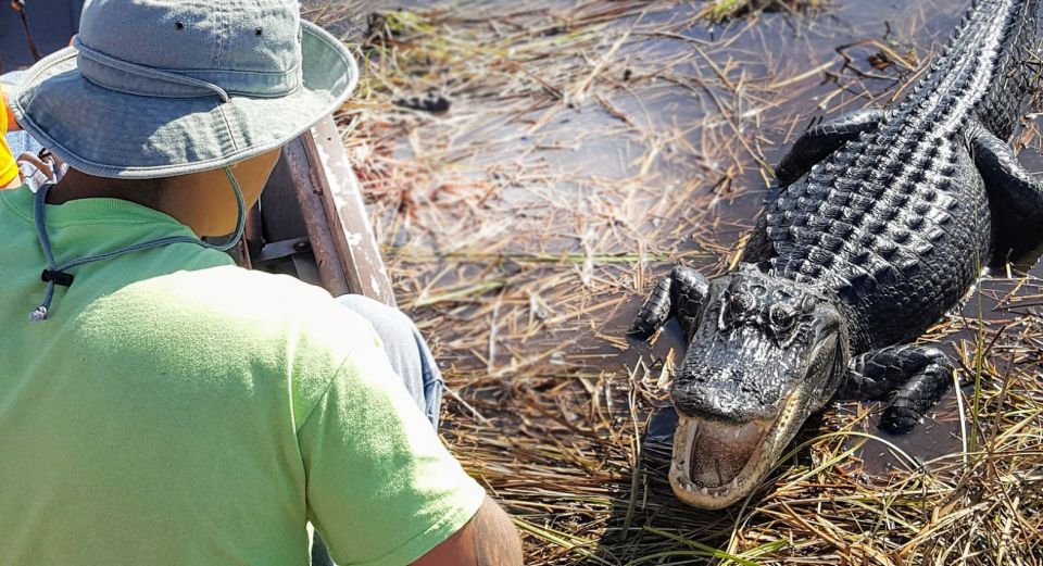 Everglades: Sawgrass Park Airboat Adventure Package - Key Points