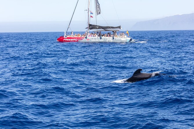 exclusive freebird catamaran whale and dolphin cruise to caleta Exclusive Freebird Catamaran Whale and Dolphin Cruise to Caleta
