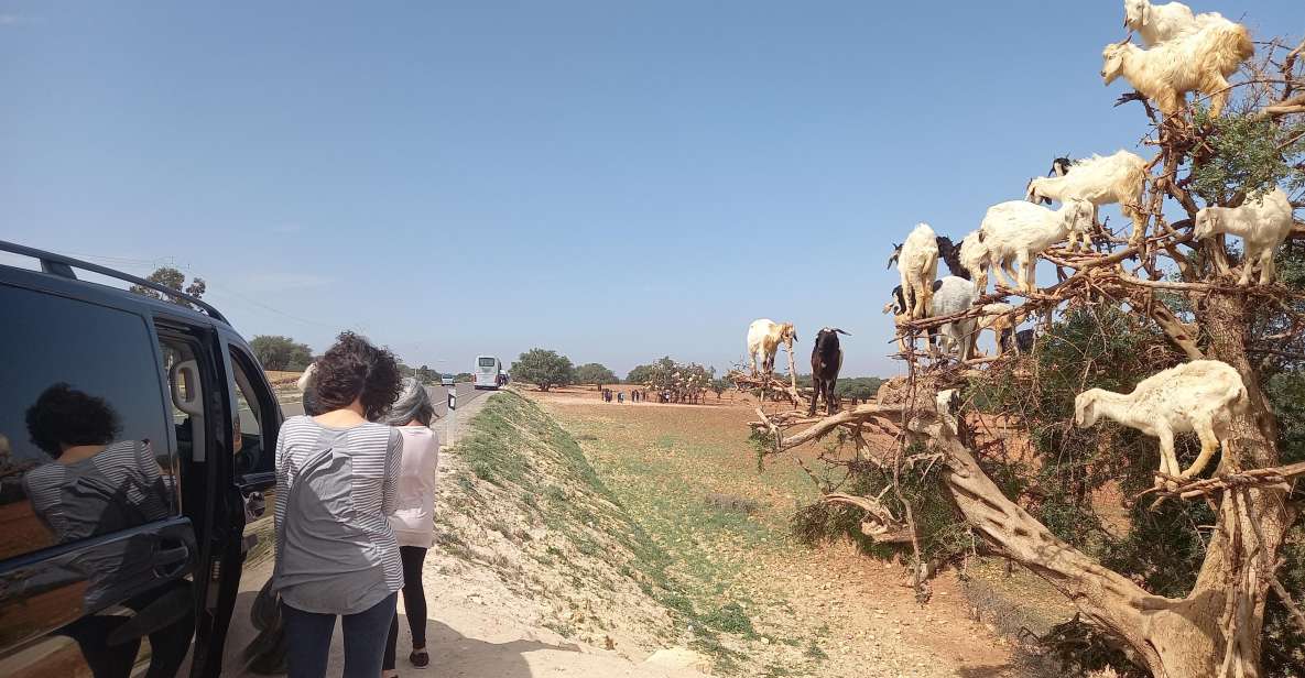 Excursion to Essaouira Mogador - Key Points