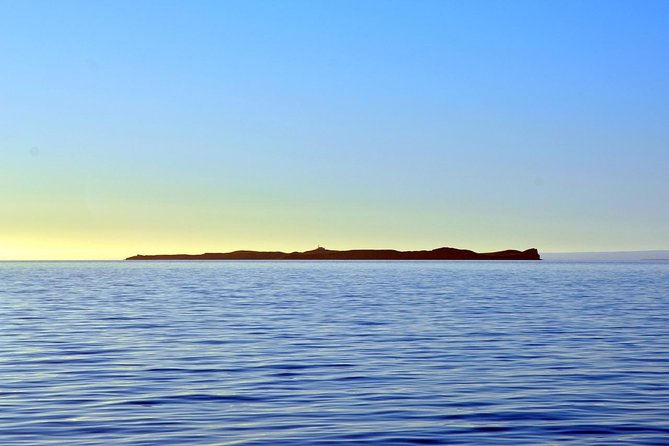 Excursion to Observe the Wildlife of Isla Magdalena and Isla Marta  - Punta Arenas - Wildlife Encounters