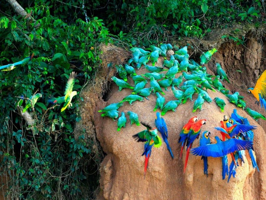 Excursion to the Chuncho Clay Lick for Parrots and Macaws. - Key Points