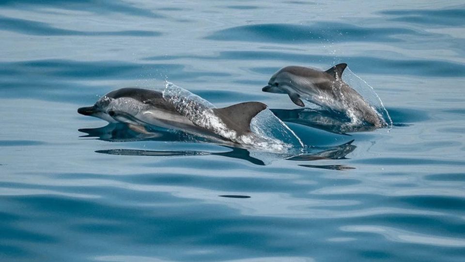 Expedition to the Ocean for Dolphin & Whale Watching - Key Points