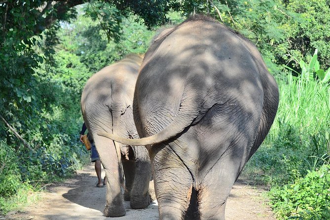 Experience Elephant Sanctuary Sticky Waterfall - Key Points