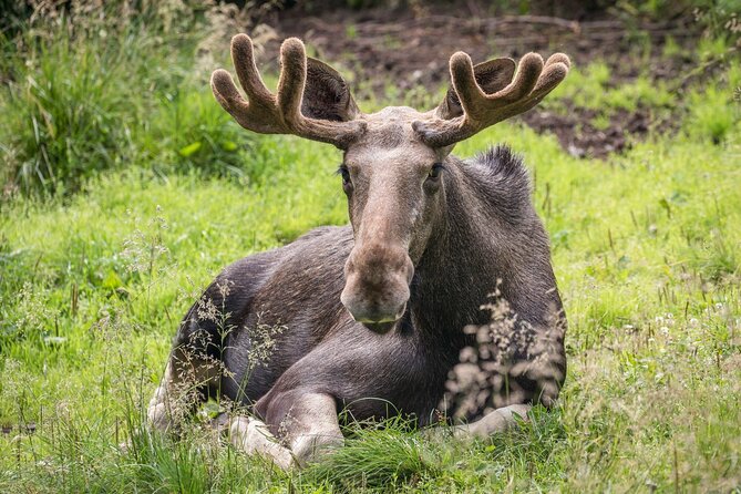 Experience Reindeer Farm and Ranua Wildlife Park in Rovaniemi - Key Points