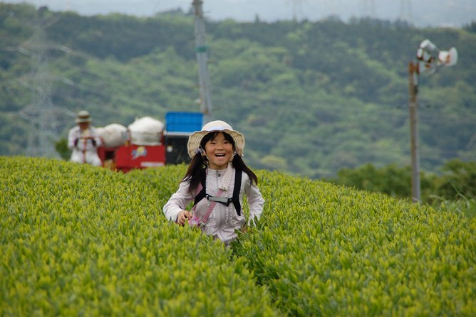 Experience Tea Picking With a Tea Farmer, and Tempura Lunch With Picked Tea Leaves - Key Points