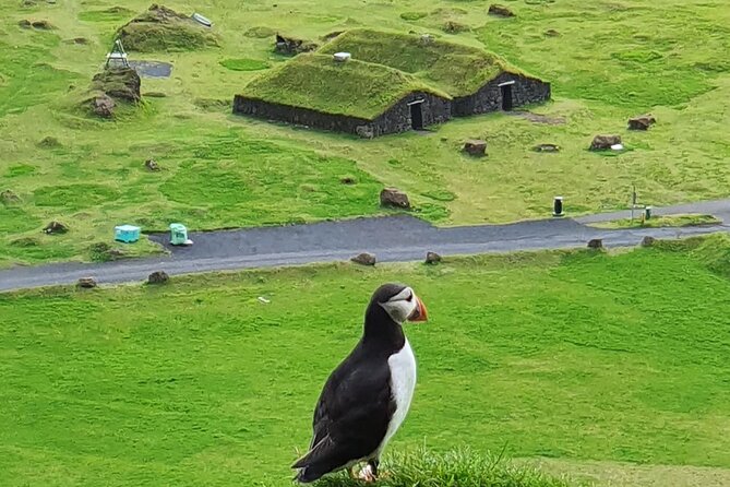 Eyjascooter Puffin Tour in Iceland - Key Points