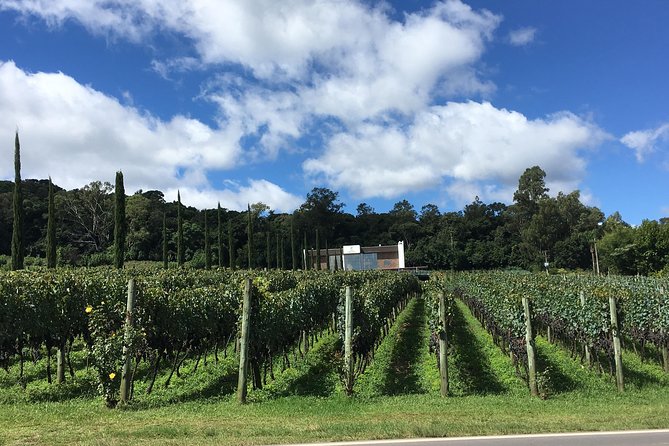 Family Wineries Tour in Bento Gonçalves, Rio Grande Do Sul - Key Points