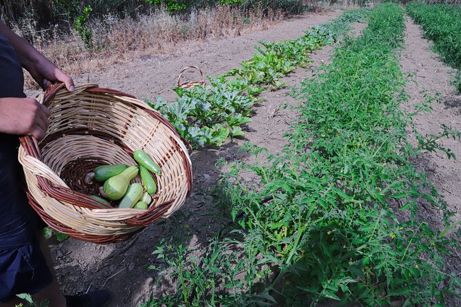 Farm to Table Experience in Tinos Island - Farm Tour Overview