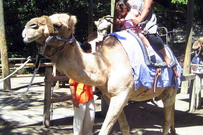 Fethiye Camel Riding at Gosht Town - Key Points