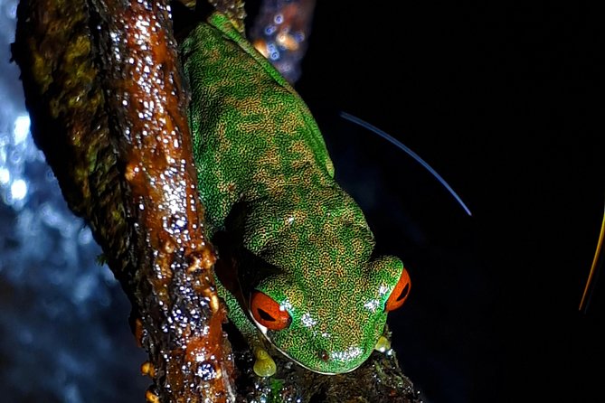 Forest Night Tour in Monteverde Refuge / Guide & Entrace Fee. - Tour Inclusions