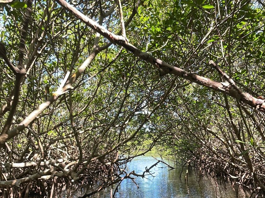 Fort Pierce: 6-hr Mangroves, Coastal Rivers & Wildlife in FL - Key Points