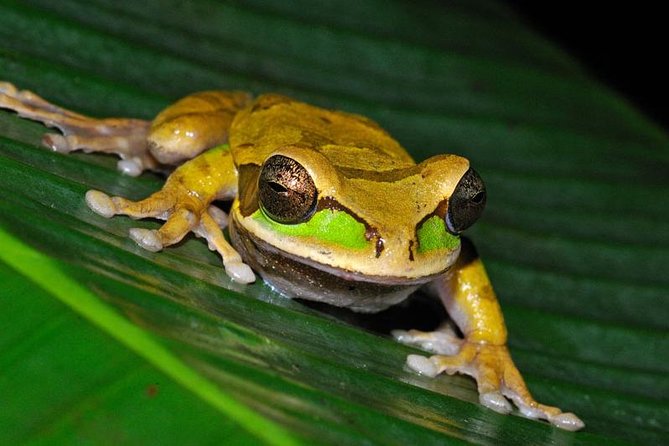 Frog Watching Night Walk - Tour Details