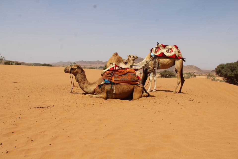 From Agadir: Sahara Desert Day Trip in 44 Jeep - Key Points