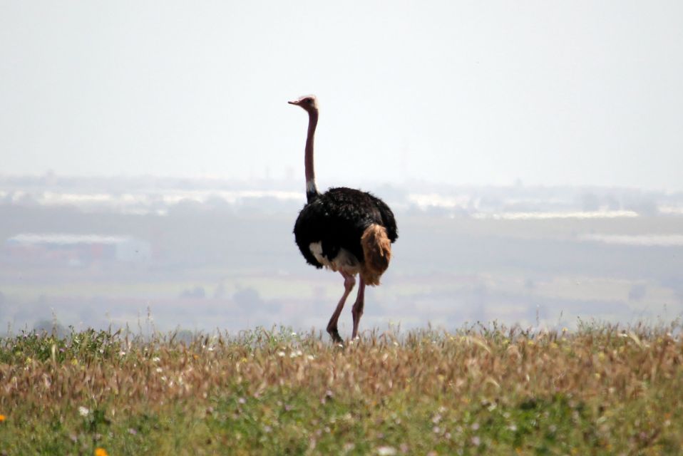 From Agadir: Sous Massa National Park Desert Safari W/Lunch - Key Points