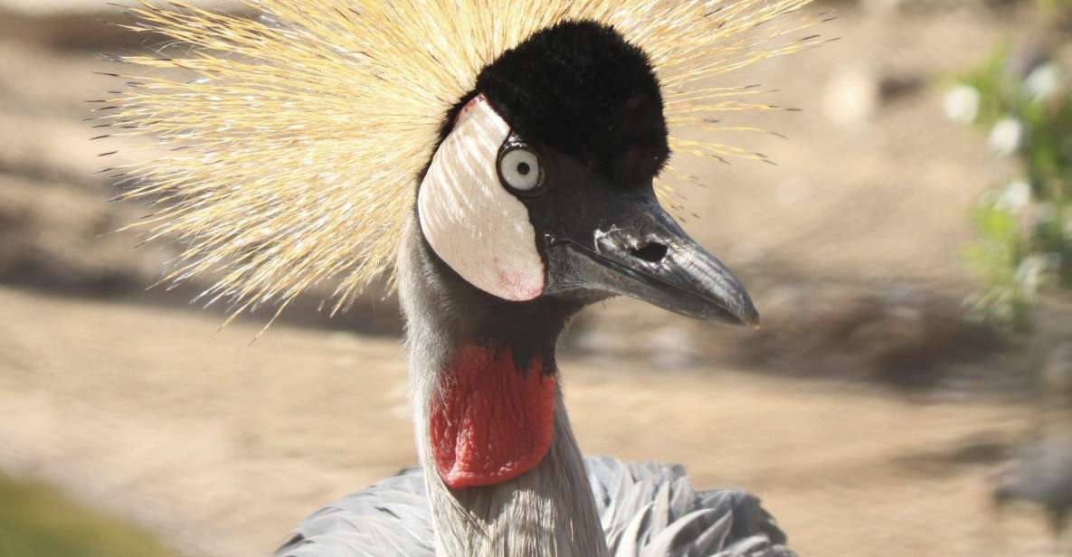 From Agadir: Sous Massa National Park Desert Safari W/Lunch - Key Points