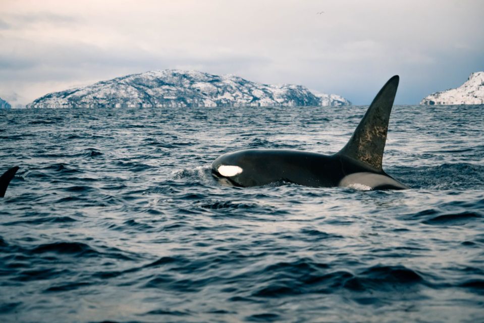 From Alta: Fjord & Whale Adventure - Key Points