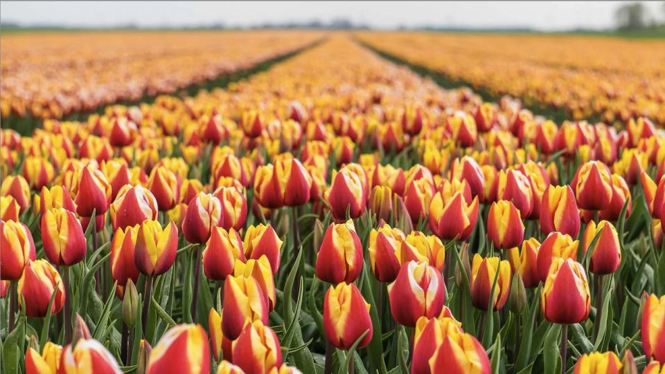 From Amsterdam: Keukenhof and Tulip Fields Transfer BUS ONLY - Booking and Cancellation Policy Details