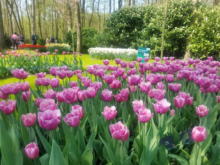 From Amsterdam: Tulip Tour Keukenhof & City Tour Delft - Key Points