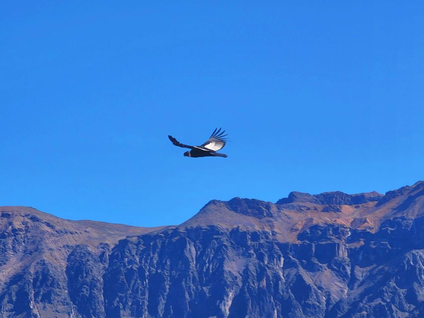 From Arequipa: 2 Day Tour Colca Canyon With Transfer to Puno - Key Points