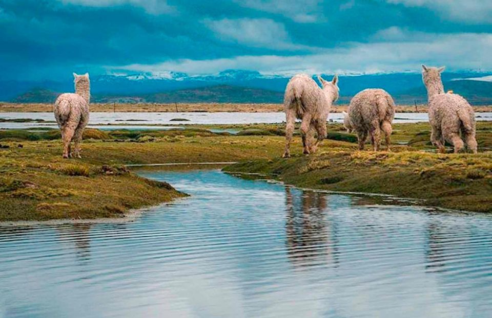 From Arequipa: Excursion to Pillones Waterfalls Ful Day - Key Points